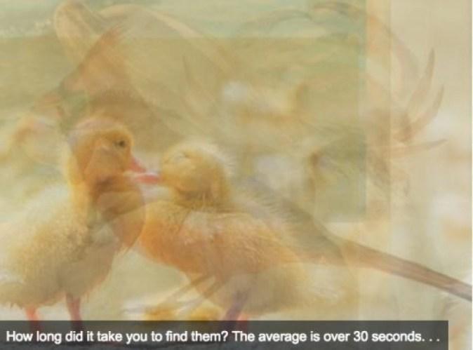 Ψυχολογικό τεστ: Ποιό ζώο είδατε πρώτο στην φωτογραφία; Δείτε τι σημαίνει για εσάς