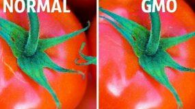 Τρεις απλοί τρόποι να ξεχωρίσετε τα οργανικά από τα μεταλλαγμένα τρόφιμα