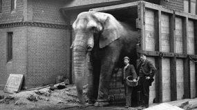 Η αληθινή ιστορία του πραγματικού Ντάμπο -Του κακοποιημένου, αλκοολικού ελέφαντα με το τραγικό τέλος [εικόνες]