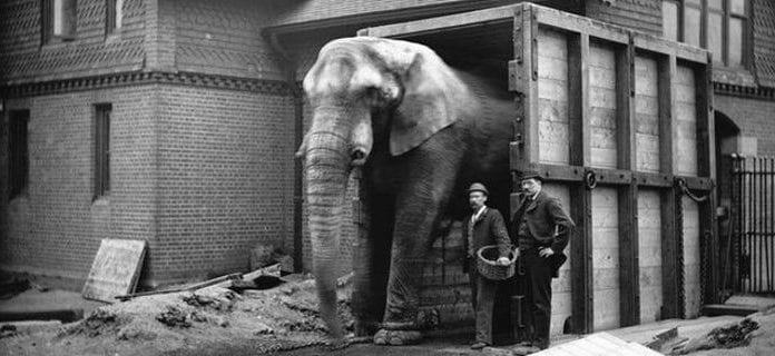 Η αληθινή ιστορία του πραγματικού Ντάμπο -Του κακοποιημένου, αλκοολικού ελέφαντα με το τραγικό τέλος [εικόνες]