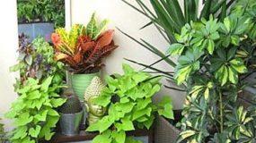 8 αθάνατα φυτά που πρέπει να έχετε στο μπαλκόνι σας