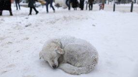 Έκκληση για τα αδέσποτα ζώα στον παγετό – Αφήστε τους έστω και λίγη τροφή