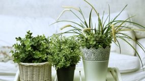 Δυναμώστε τα φυτά σας με οικονομικό τρόπο