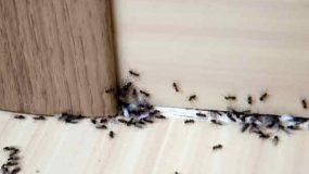 Oι πιο αποτελεσματικοί τρόποι για να κρατήσετε τα μυρμήγκια μακριά από το σπίτι σας