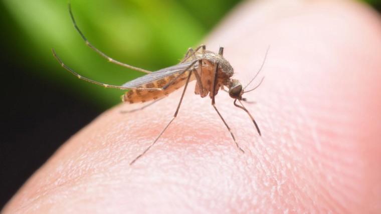 Κίνδυνος λοίμωξης από τον ιό του Δυτικού Νείλου! Μεγάλη  Προσοχή στα κουνούπια επισημαίνει ο Οργανισμός Υγείας!