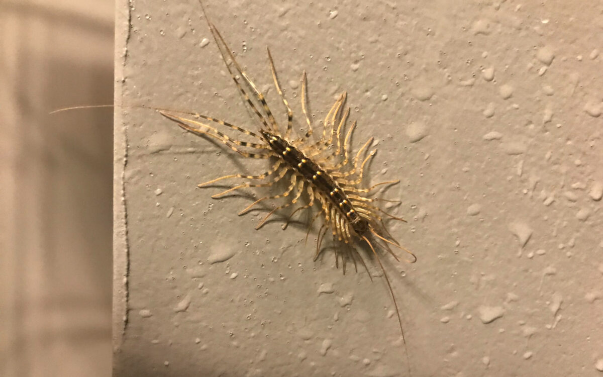 Είδατε σαρανταποδαρούσα μέσα στο σπίτι σας; Μην τη σκοτώσετε!Δείτε το λόγο