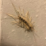 Είδατε σαρανταποδαρούσα μέσα στο σπίτι σας; Μην τη σκοτώσετε!Δείτε το λόγο