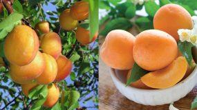 Το καλοκαιρινό φρούτο που βοηθάει στο αδυνάτισμα, την αναιμία και την αντιμετώπιση του καρκίνου!