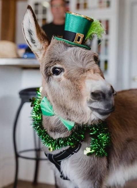 Τιμ: Ένας γάιδαρος πραγματικά αλλιώτικος από τους άλλους