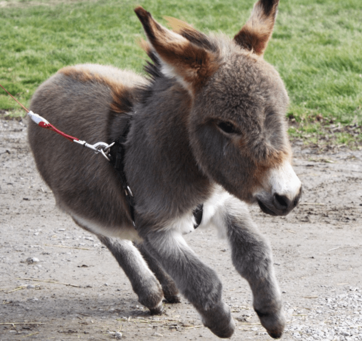 Τιμ: Ένας γάιδαρος πραγματικά αλλιώτικος από τους άλλους