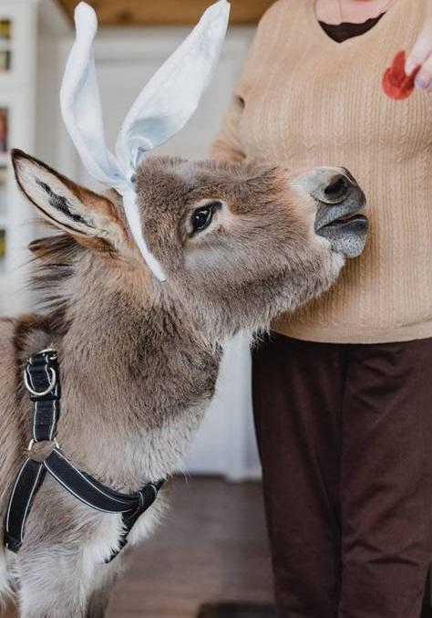 Τιμ: Ένας γάιδαρος πραγματικά αλλιώτικος από τους άλλους