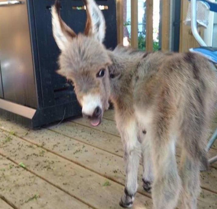 Τιμ: Ένας γάιδαρος πραγματικά αλλιώτικος από τους άλλους