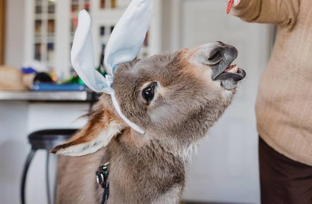 Τιμ: Ένας γάιδαρος πραγματικά αλλιώτικος από τους άλλους