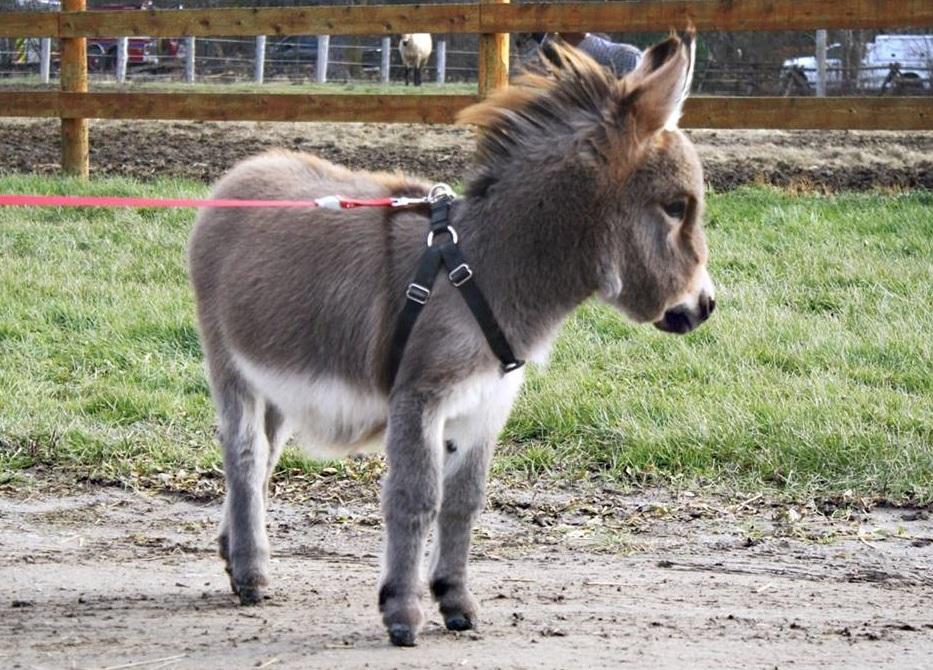 Τιμ: Ένας γάιδαρος πραγματικά αλλιώτικος από τους άλλους