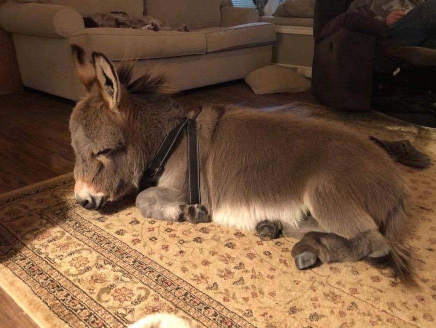 Τιμ: Ένας γάιδαρος πραγματικά αλλιώτικος από τους άλλους