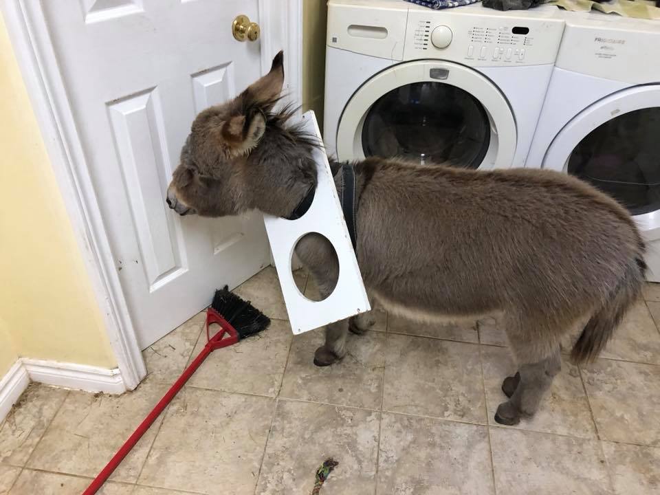 Τιμ: Ένας γάιδαρος πραγματικά αλλιώτικος από τους άλλους