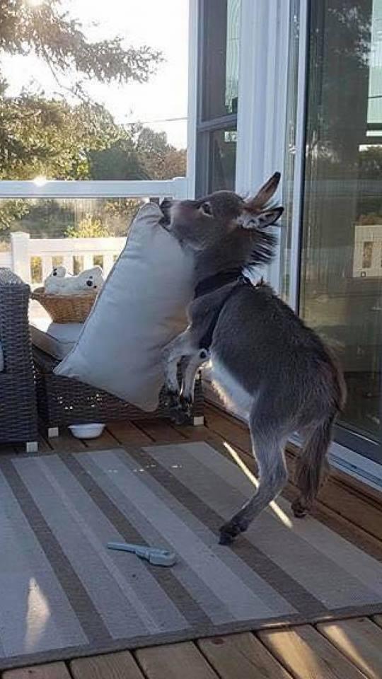 Τιμ: Ένας γάιδαρος πραγματικά αλλιώτικος από τους άλλους