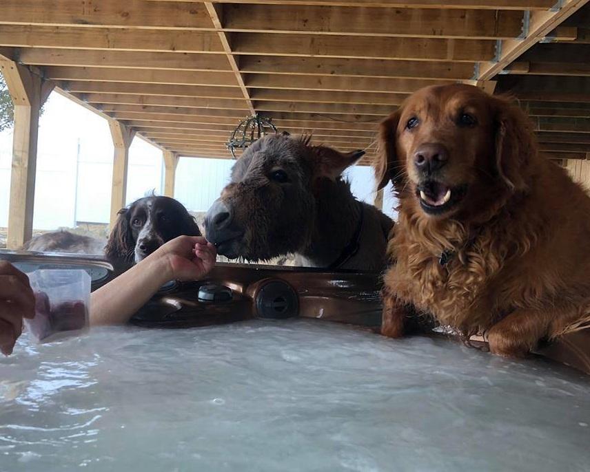 Τιμ: Ένας γάιδαρος πραγματικά αλλιώτικος από τους άλλους