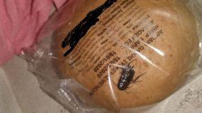 Καταγγελία για κατσαρίδα σε ψωμάκι μαθητή - Τι αναφέρει ο δήμος