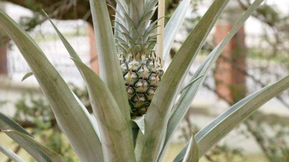 φυτεμένος ανανάς στον κήπο με οργανικά υλικά