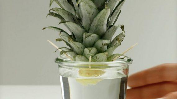 τρυπάει το κοτσάνι του ανανά με μερικές οδοντογλυφίδες και το βάζει σε ένα βάζο με νερό έτσι ώστε να τον καλλιεργήσει μόνος του