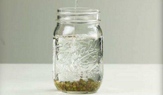 βάζει φασόλια ροβίτσα σε ένα μπολ με νερό για να τα καλλιεργήσει μόνος του