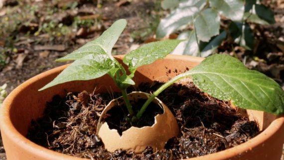 μεταφέρει σε γλάστρα το τσόφλι του αυγού στο οποίο έχει φυτευτεί πιπεριά