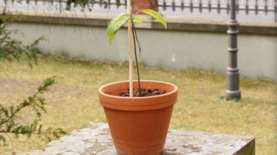 γλάστρα με αβοκάντο στο κήπο σπιτιού με αβοκάντο που έχει φυτευτεί μόνο του