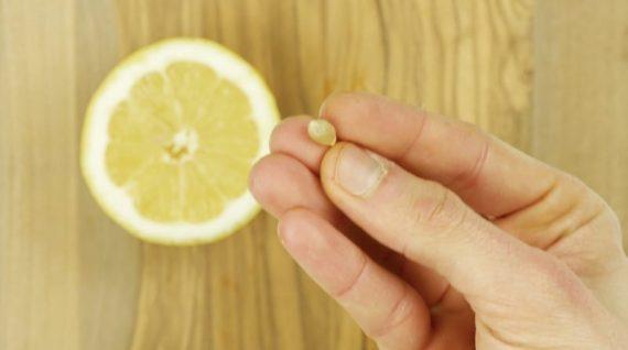 ένα λεμόνι κομμένο στη μέση στο οποίο έχουν αφαιρεθεί τα κουκούτσια