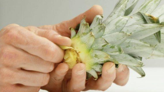 κόβει από το κοτσάνι του ανανά τα κάτω φύλλα έτσι ώστε να καλλιεργήσει ανανά μόνος του