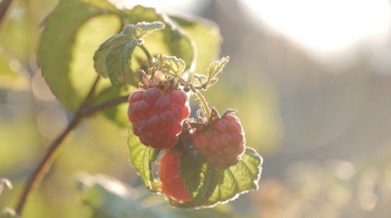 σμεουριά φυτεμένη οργανικά