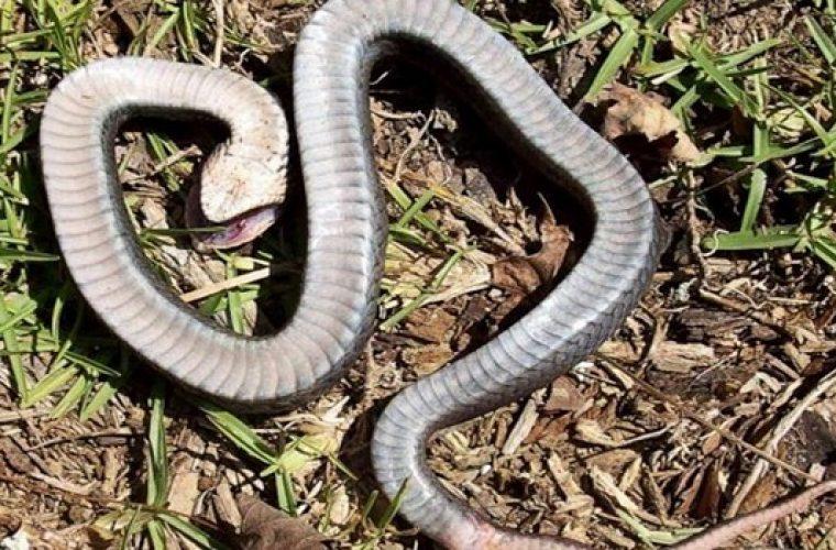 Απίστευτη τραγωδία στο Αγρίνιο: Σκότωσε φίδι στο σπίτι του και μετά πέθανε από ανακοπή