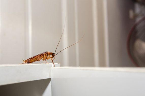 Πως να απαλλαγείτε από τις κατσαρίδες και άλλα 9 είδη παρασίτων στο σπίτι!