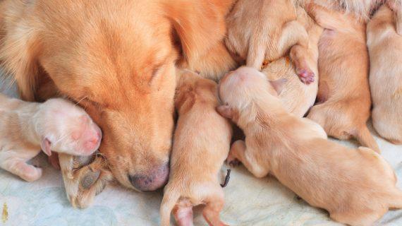 4 συμβουλές για την αντιμετώπιση της εγκυμοσύνης των σκύλων