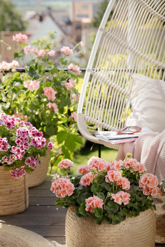 Οι λόγοι που πρέπει να φυτέψετε Γεράνια στον κήπο σας & tips διακόσμησης
