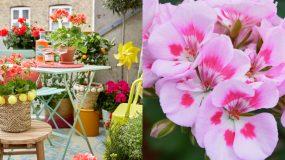 Οι λόγοι που πρέπει να φυτέψετε Γεράνια στον κήπο σας & tips διακόσμησης
