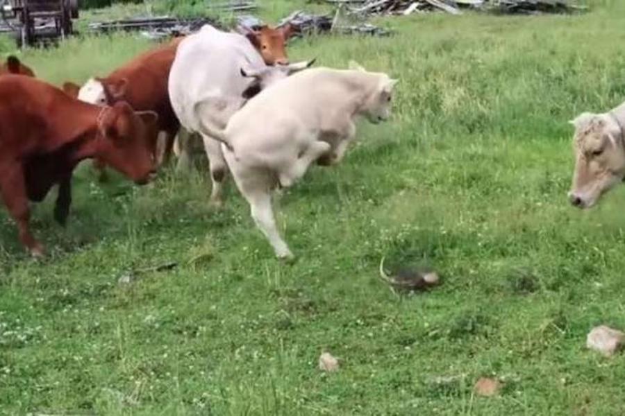 Αστείο video : Ένα κοπάδι αγελάδων είδε για πρώτη φορά χελώνες - Θα κλάψετε από τα γέλια