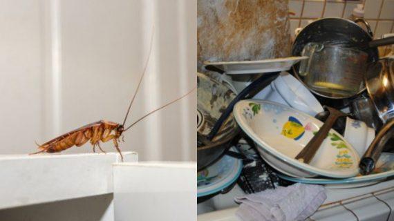 Οι τρεις λόγοι που έχεις κατσαρίδες στη κουζίνα σου και πως να τις ξεφορτωθείς