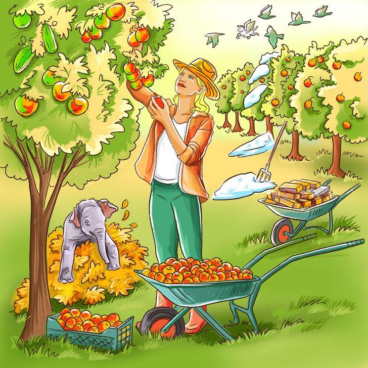 test παρατηρητικότητας: εικόνα με γυναίκα να μαζεύει φρούτα 