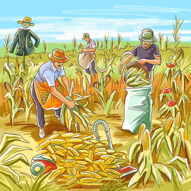 test παρατηρητικότητας: αγρότες σε χωράφι με καλαμπόκια 