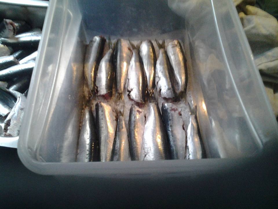 συνταγή για παστές σαρδέλες 