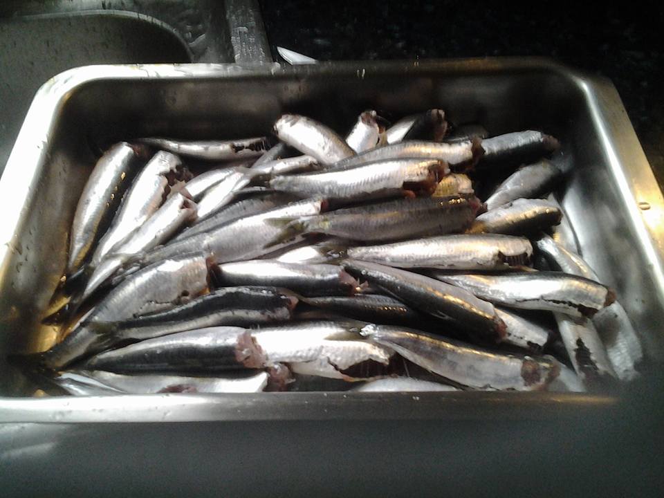 Δείτε την διαδικασία για να κάνετε παστές σαρδέλες – Μια συνταγή για μερακλήδες