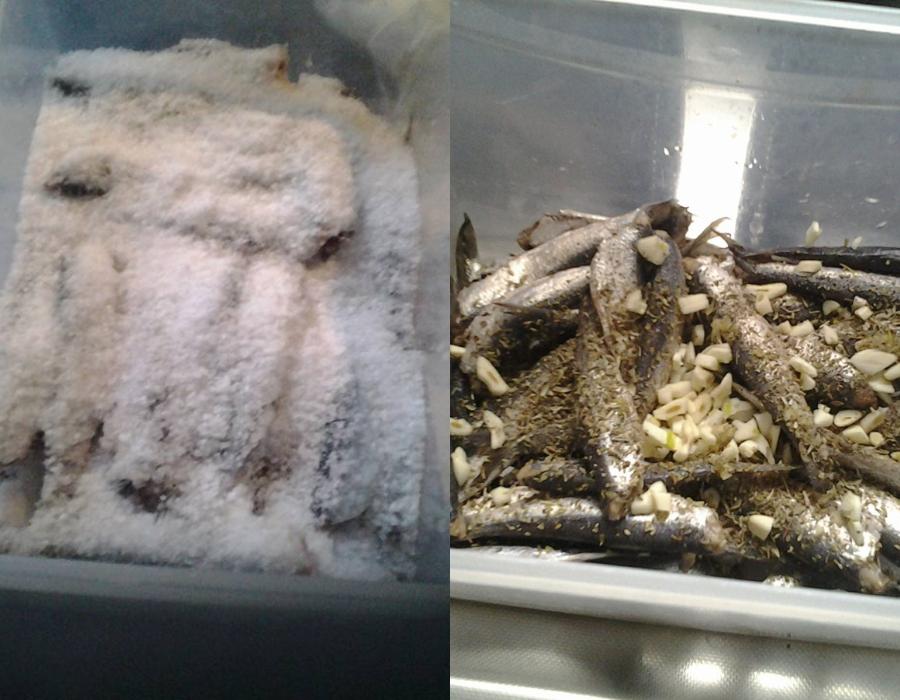 Δείτε την διαδικασία για να κάνετε παστές σαρδέλες - Μια συνταγή για μερακλήδες Δείτε την διαδικασία για να κάνετε παστές σαρδέλες – Μια συνταγή για μερακλήδες