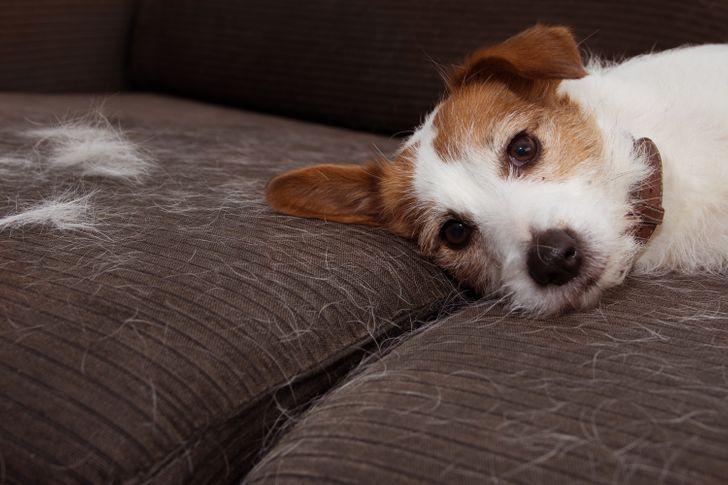 12 τρόποι για να έχετε το σπίτι σας καθαρό όταν δεν έχετε χρόνο: τρίχες στον καναπέ από τον σκύλο