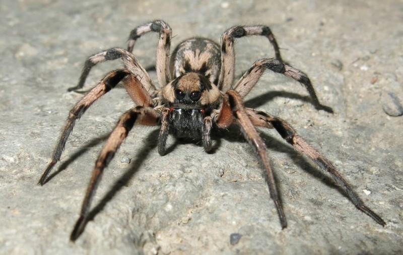 Σοκ: Αράχνη τέρας μέσα σε παιδικό σαμπουάν -Φώτο