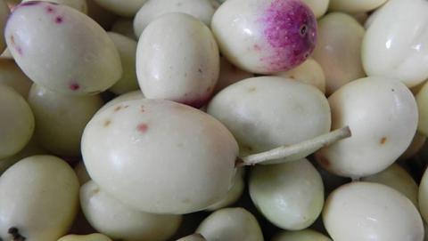 Λευκές ελιές: Ένα σπάνιο είδος ελιάς που υπάρχει από τα αρχαία χρόνια πληροφορίες 