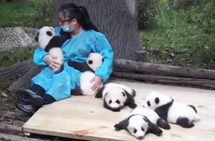 Παράξενα επαγγέλματα: Φροντιστές Panda 