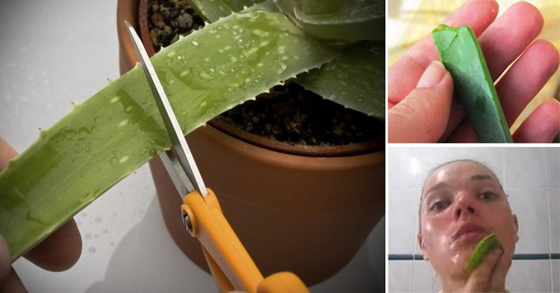 βάζουμε αλόη στο πρόσωπο 