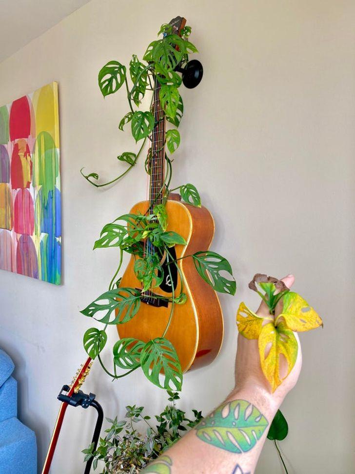 φυτό εσωτερικού χώρου φτιαγμένο από ακουστική κιθάρα