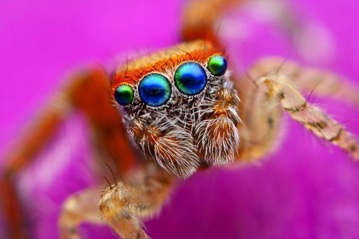 Φωτογράφιση macro: Αράχνη